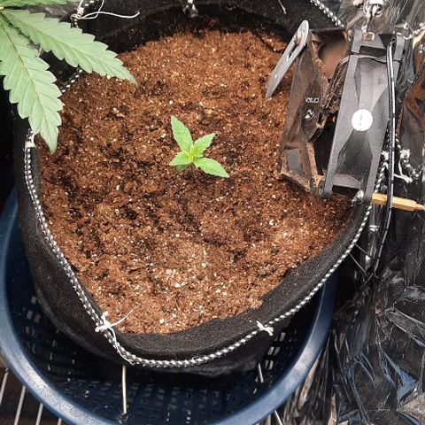 Lebron Haze XXL Auto growlog timeline photo