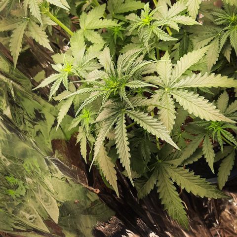 Blueberry xxl auto growlog timeline photo