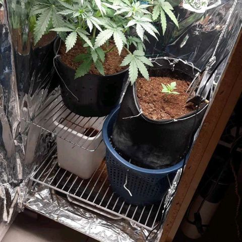Blueberry xxl auto growlog timeline photo