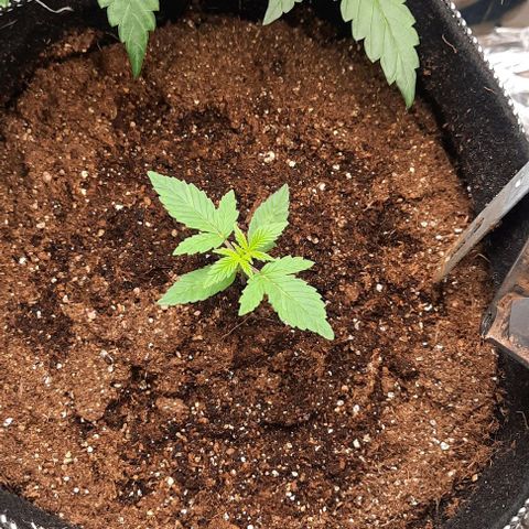 Lebron Haze XXL Auto growlog timeline photo