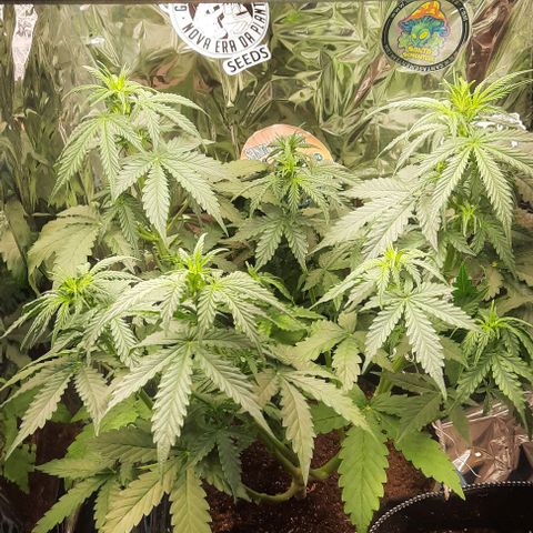 Blueberry xxl auto growlog timeline photo