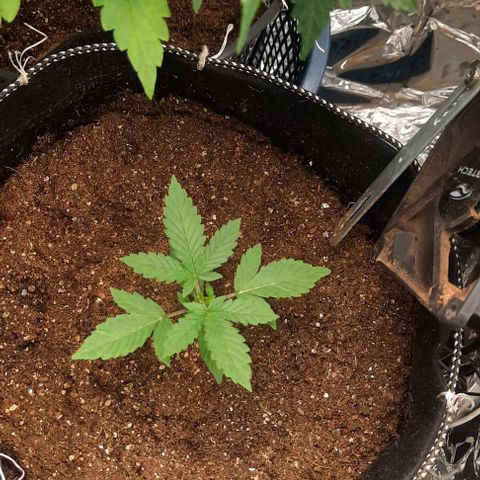 Lebron Haze XXL Auto growlog timeline photo