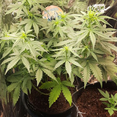 Blueberry xxl auto growlog timeline photo