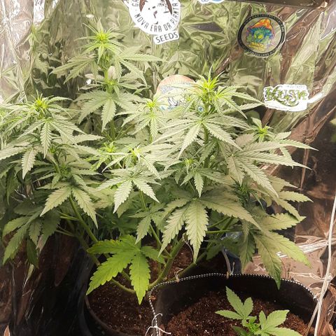 Blueberry xxl auto growlog timeline photo