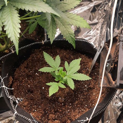 Lebron Haze XXL Auto growlog timeline photo