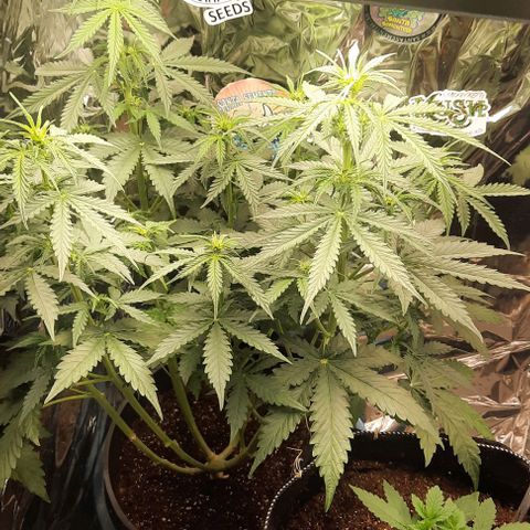 Blueberry xxl auto growlog timeline photo