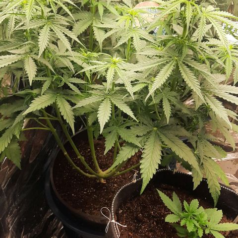 Blueberry xxl auto growlog timeline photo