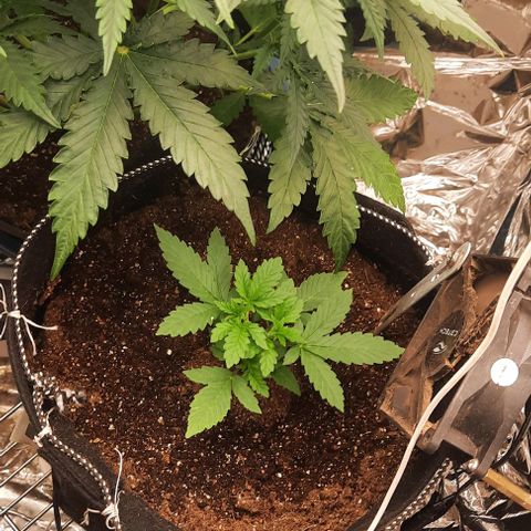 Lebron Haze XXL Auto growlog timeline photo