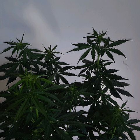 Blueberry xxl auto growlog timeline photo
