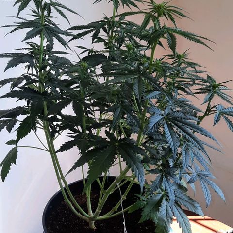 Blueberry xxl auto growlog timeline photo