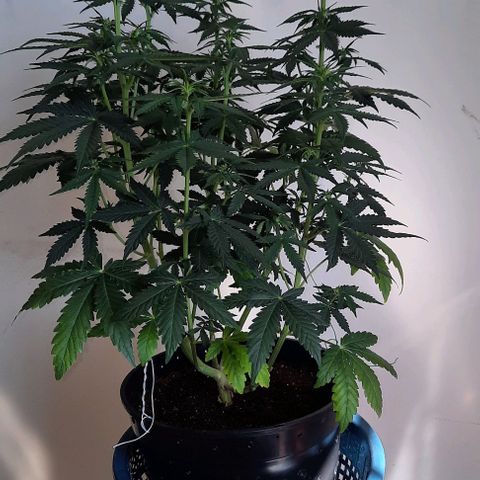 Blueberry xxl auto growlog timeline photo