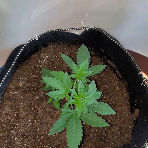 Lebron Haze XXL Auto growlog timeline photo