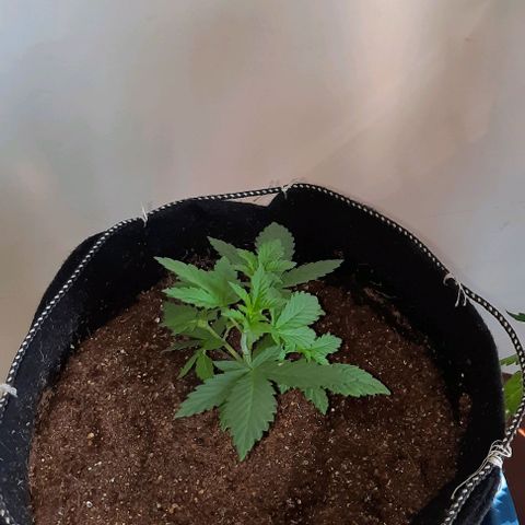 Lebron Haze XXL Auto growlog timeline photo