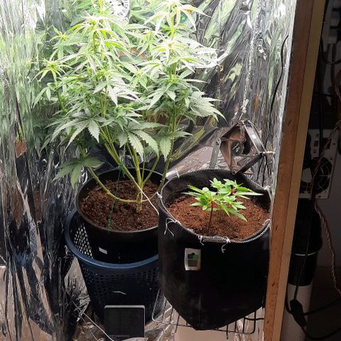 Blueberry xxl auto growlog timeline photo
