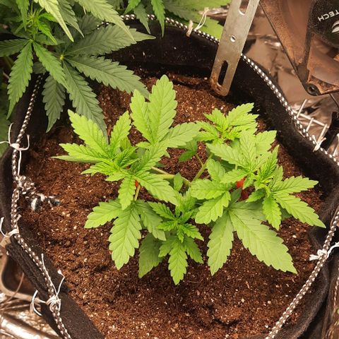 Lebron Haze XXL Auto growlog timeline photo