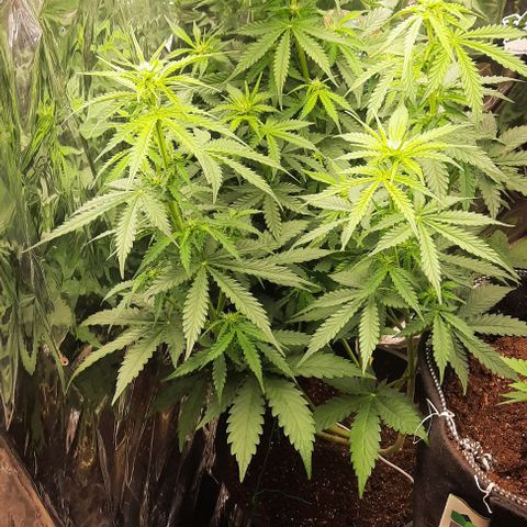 Blueberry xxl auto growlog timeline photo
