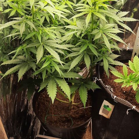 Blueberry xxl auto growlog timeline photo