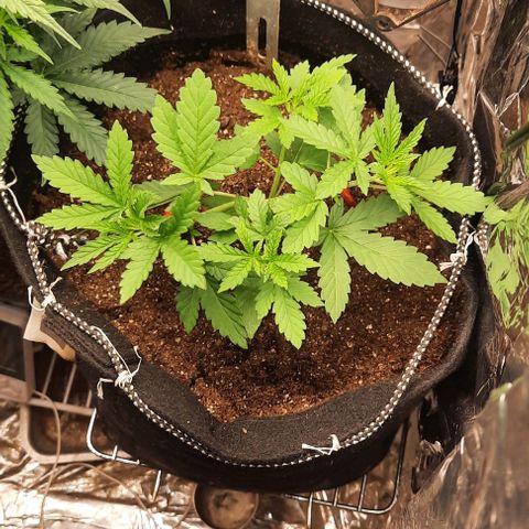 Lebron Haze XXL Auto growlog timeline photo