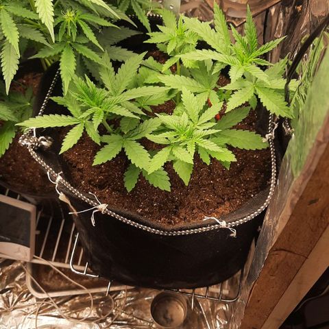 Lebron Haze XXL Auto growlog timeline photo