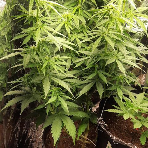 Blueberry xxl auto growlog timeline photo