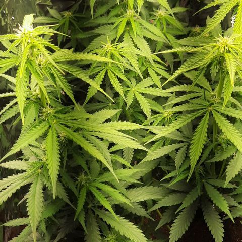 Blueberry xxl auto growlog timeline photo