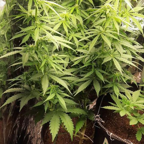 Blueberry xxl auto growlog timeline photo