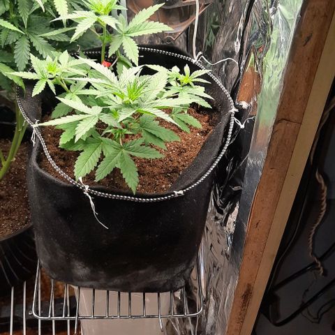 Lebron Haze XXL Auto growlog timeline photo