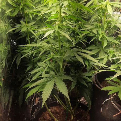 Blueberry xxl auto growlog timeline photo