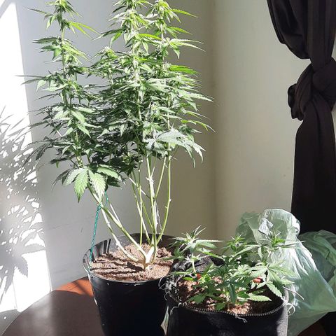 Lebron Haze XXL Auto growlog timeline photo
