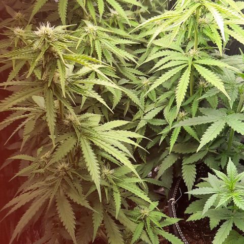Blueberry xxl auto growlog timeline photo