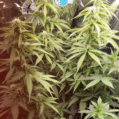 Blueberry xxl auto growlog timeline photo