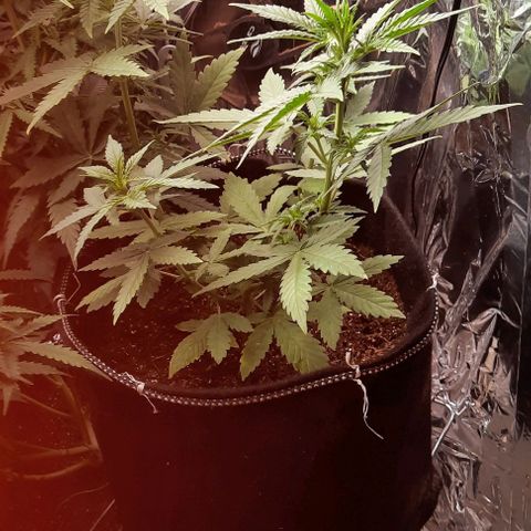 Lebron Haze XXL Auto growlog timeline photo