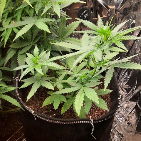 Lebron Haze XXL Auto growlog timeline photo