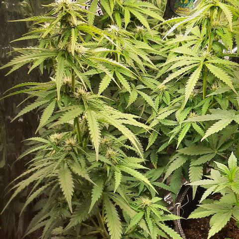 Blueberry xxl auto growlog timeline photo