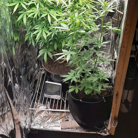 Blueberry xxl auto growlog timeline photo