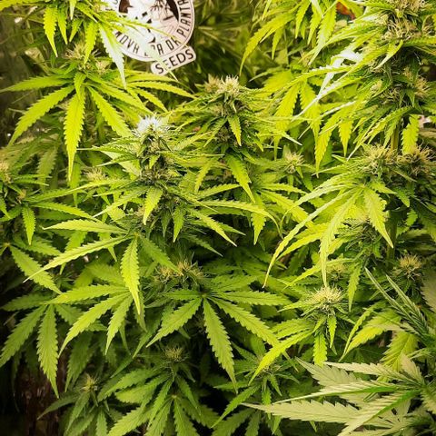 Blueberry xxl auto growlog timeline photo
