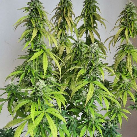 Blueberry xxl auto growlog timeline photo