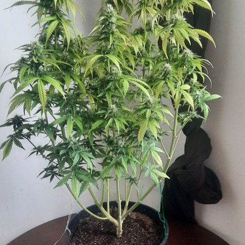 Blueberry xxl auto growlog timeline photo