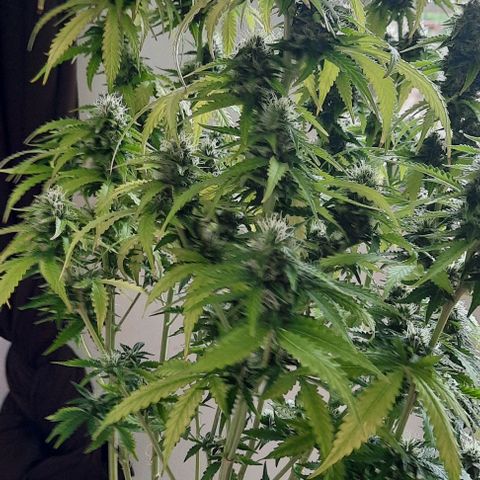 Blueberry xxl auto growlog timeline photo