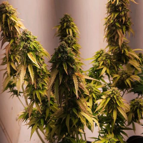 Blueberry xxl auto growlog timeline photo