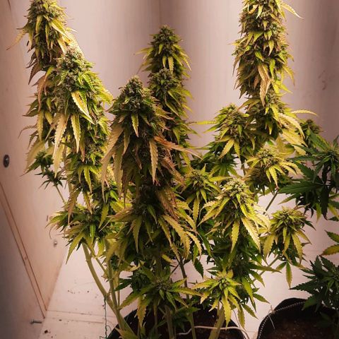 Blueberry xxl auto growlog timeline photo