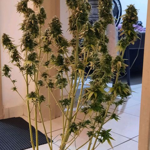 Blueberry xxl auto growlog timeline photo
