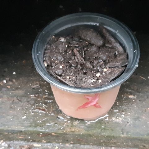 First haul  #1 growlog timeline photo