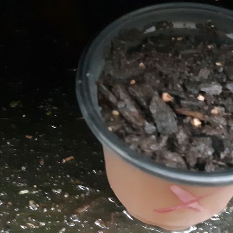 First haul  #1 growlog timeline photo