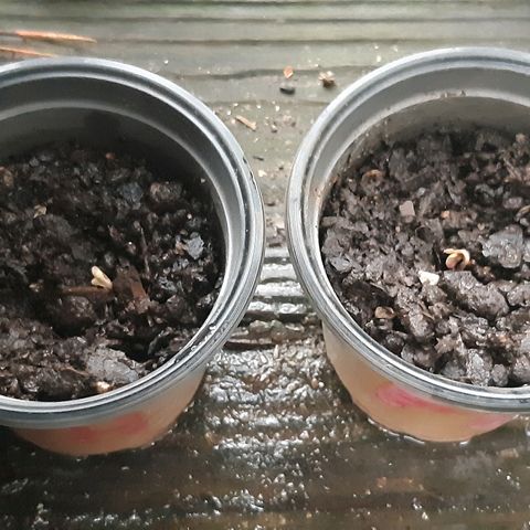 First haul  #1 growlog timeline photo