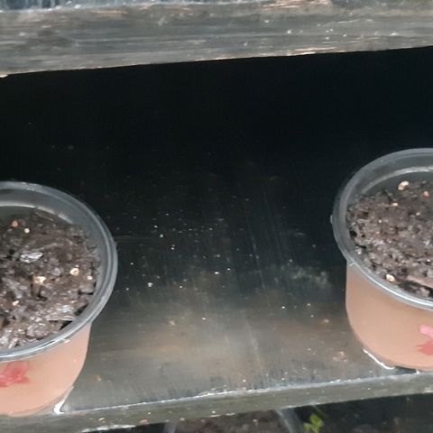 First haul  #1 growlog timeline photo