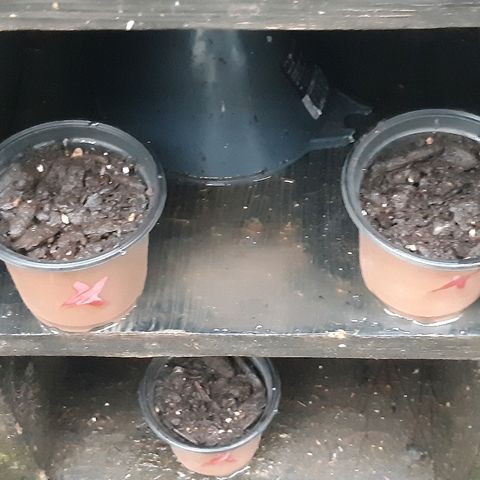 First haul  #1 growlog timeline photo