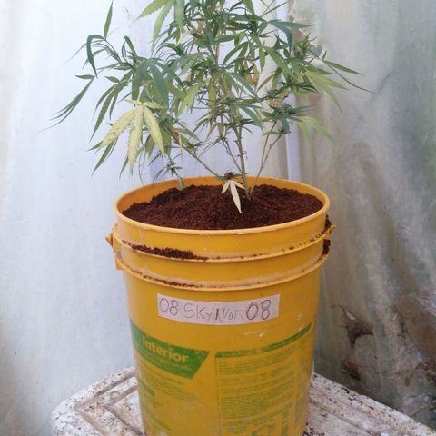 Skywallker 08 growlog timeline photo