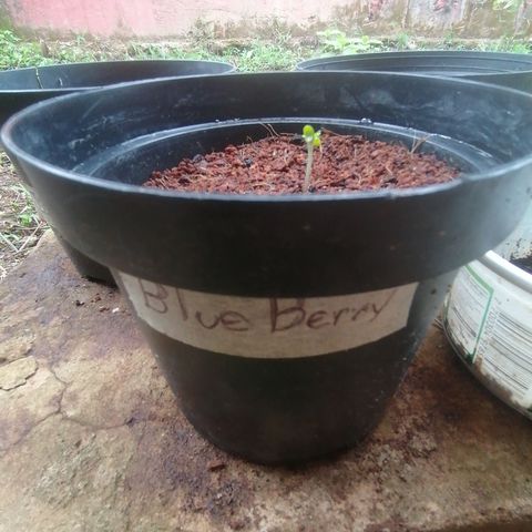 Blueberry  growlog timeline photo