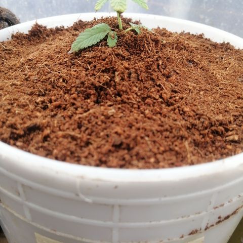 Blueberry  growlog timeline photo